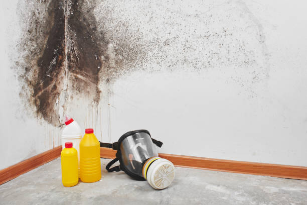 Best Local Mold Removal Service  in Bardstown, KY