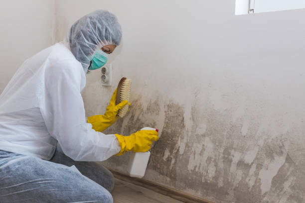 Best Certified Mold Removal  in Bardstown, KY