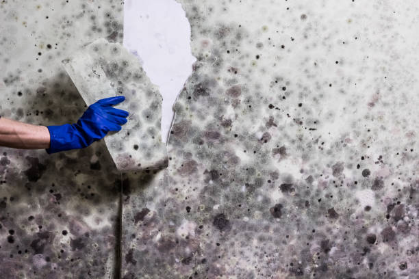 Mold Testing and Removal in Bardstown, KY