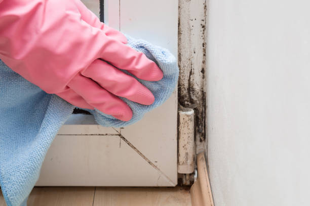 Best Crawl Space Mold Removal  in Bardstown, KY