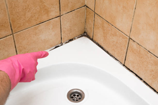 Best Home Mold Removal  in Bardstown, KY